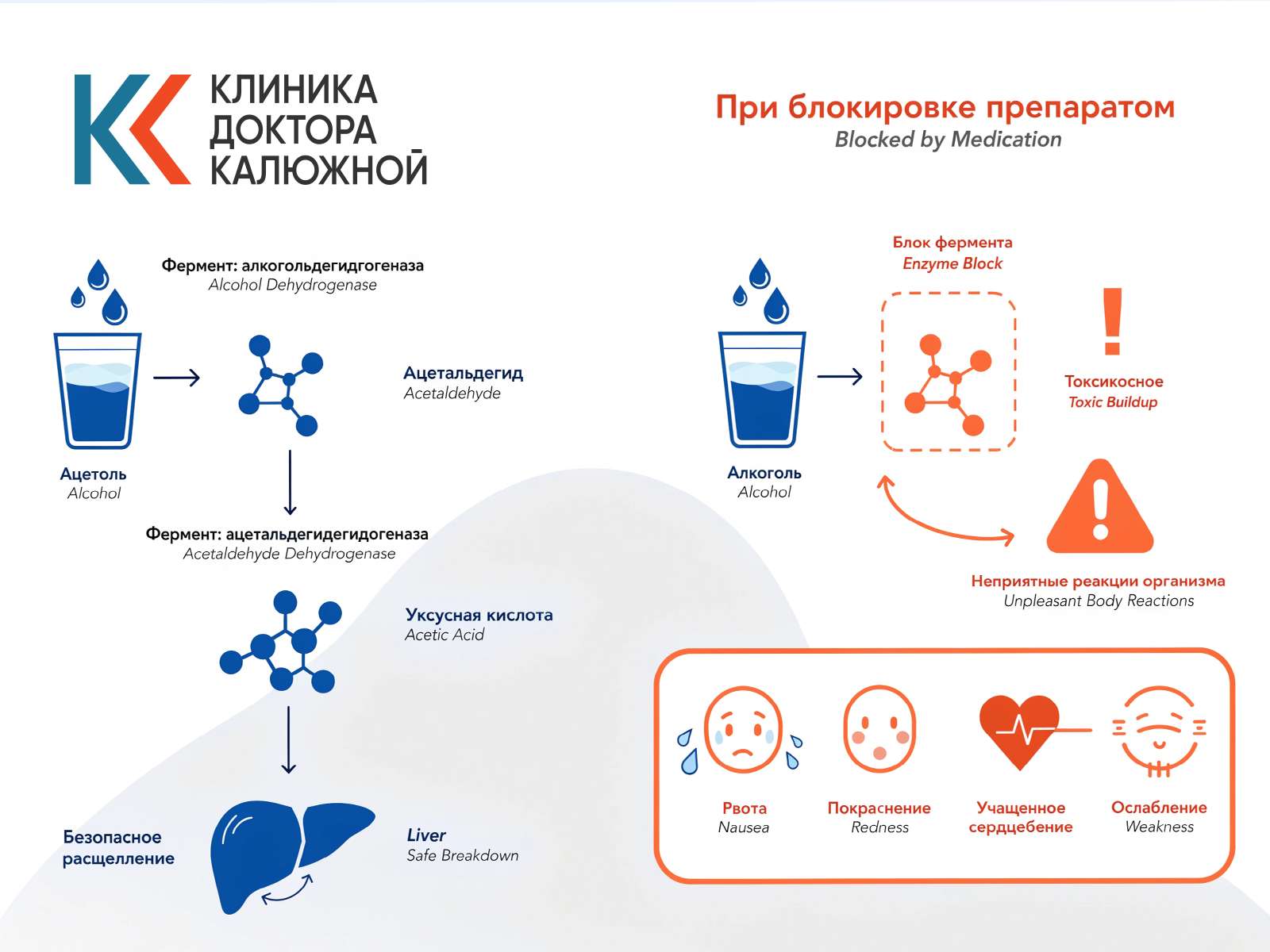 Инфографика, демонстрирующая блокировку ферментов печени и накопление токсинов при употреблении спиртного после Аквилонга.